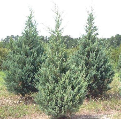 Juniper Burkii | Live Trees | Juniperus Virginiana | Evergreen Screening Red Cedar