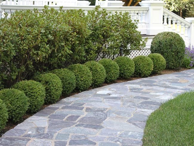 Wintergreen Boxwood | Live Quart Size Plants | Dense Evergreen Foliage, Cold|Hardy & Ideal for Year|Round Landscaping, Elegant Border & Hedge Plant, Live Shrub