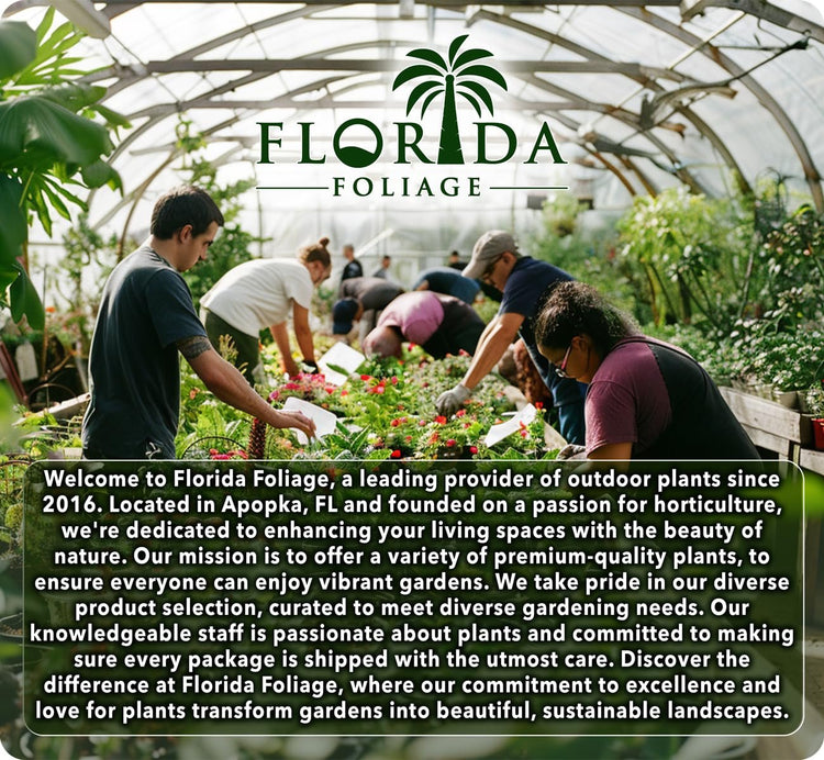 St. Augustine Palmetto | Live Extra Large Grass Plugs | Drought, Salt & Shade Tolerant Turf Sod