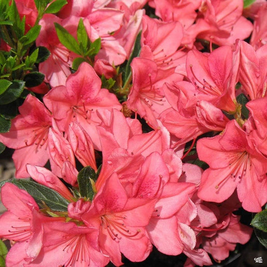 Azalea Duc De Rohan Plants | Live Seedlings | Rhododendron Duc De Rohan | Perfect for Colorful Hardy Gardens | Vibrant Salmon|Pink Colored Blooms