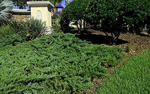 Juniper Parsoni | Live Plants | Juniperus Squamata Expansa Parsons | Drought Tolerant Cold Hardy Evergreen Ground Cover