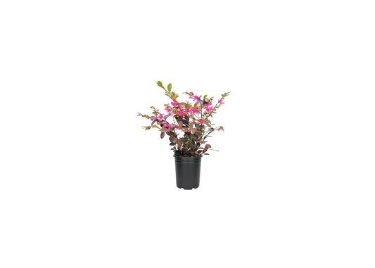 Loropetalum Ruby I Live Quart Size Plant I Chinese Fringe Flower I Vivid Red Leaves with Pink Blooms, Ideal for Hedges, Borders, and Decorative Plantings