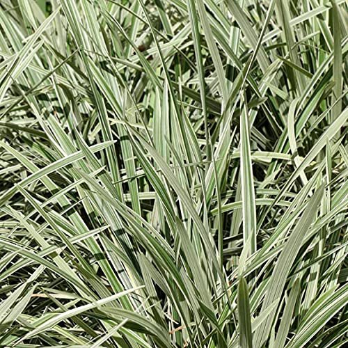 Aztec Grass | Live Quart Size Plants | Variegated Liriope | Ophiopogon Intermedius Argenteomarginatus