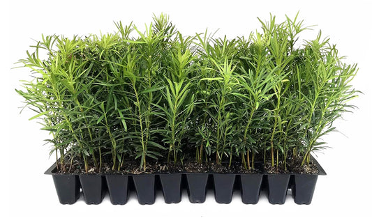 Podocarpus Macrophyllus Japanese Yew | Live Plants | Podocarpus macrophyllus | Privacy Hedge Shrub | Evergreen Landscaping Plants for Gardens & Borders