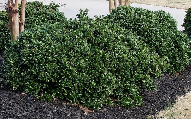 Green Carissa Holly Ilex | Extra Large 3 Gallon Plants | Ilex cornuta 'Carissa' | Hardy Evergreen Shrub | Fast|Growing Garden Accent