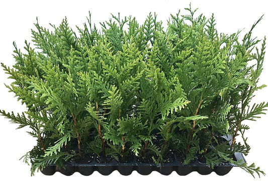 Thuja Green Giant Arborvitae | Live Trees 2" Pot Size | Evergreen Privacy Plants