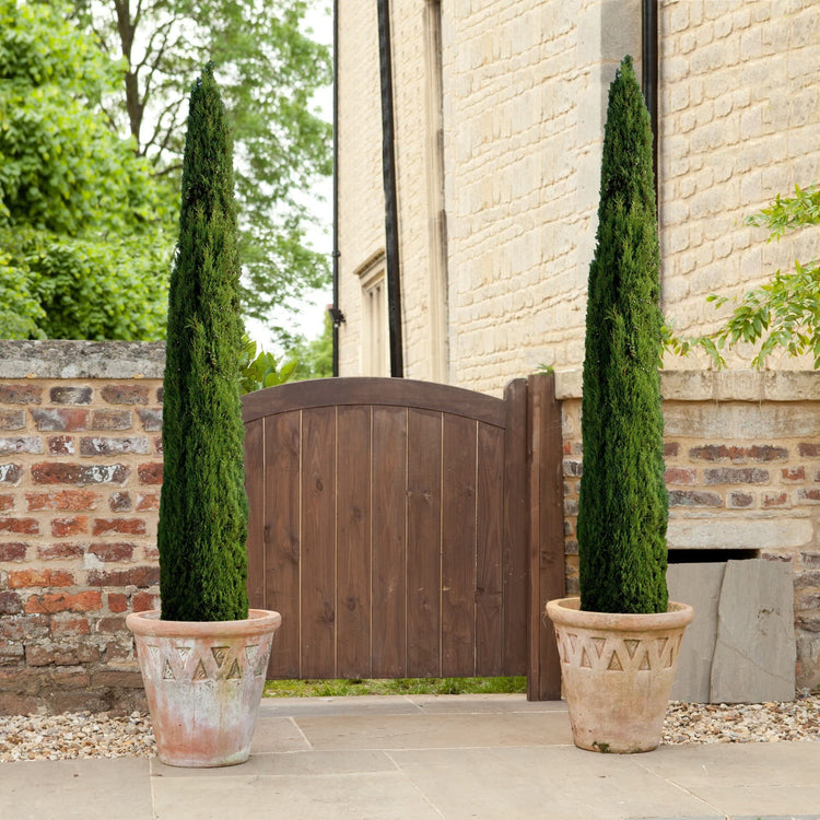 Italian Cypress Tree | Large Gallon Size Trees | Cupressus Sempervirens | Formal Elegant Mediterranean Style Plants