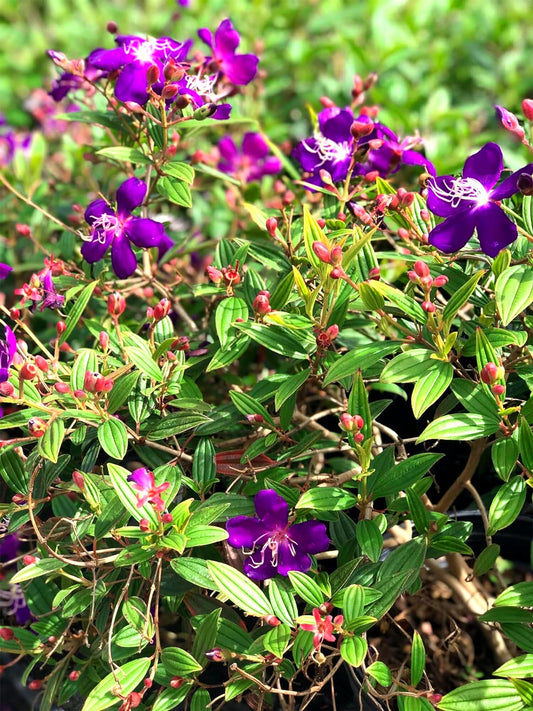 Tibouchina Dwarf Princess Flower I Live Plants I Lepidotal Compact Size, Eye|Catching Purple Blooms, Heat|Tolerant, Ideal for Small Gardens and Containers