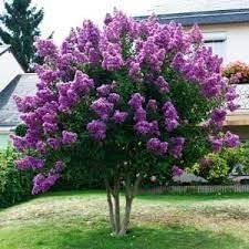 Crape Myrtle Catawba | Extra Large 3 Gallon Plants I Purple Flowering Lavender|Purple Summer Blooms, Drought|Resistant Live Tree