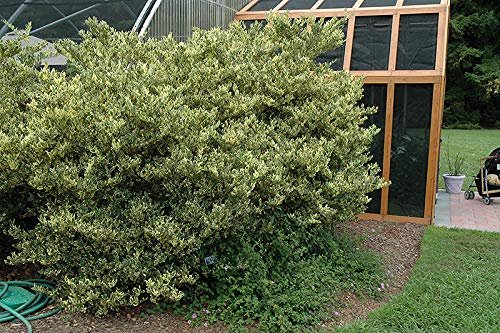 Ligustrum Japonicum Jack Frost Privet | Live Plants | Variegated Evergreen Hedge