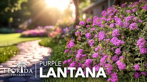 Lantana Purple | Large Gallon Size Plant | Lantana montevidensis | Purple Flowers | Outdoor Landscapes | Heat Tolerant Groundcover | Containers Slopes Borders Pathways Garden Beds