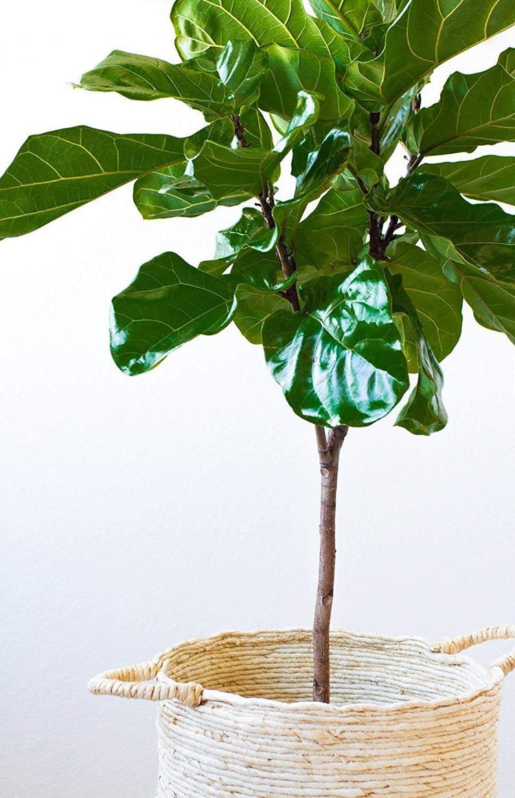 Fiddle Leaf Fig Live Tree | Extra Large 3 Gallon Tree | Ficus Lyrata | Beautiful Florist Quality Indoor Houseplant | Perfect for Home and Office Decor