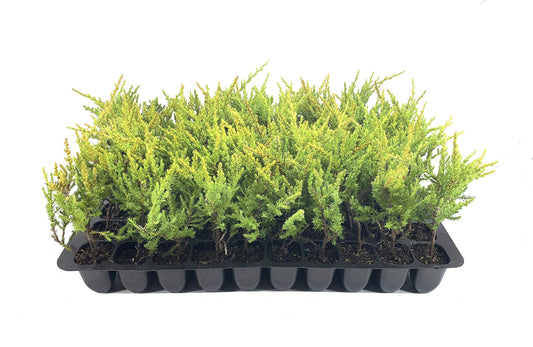 Gold Star Juniper | Live Plants | Juniperus Chinensis | Drought Tolerant Cold Hardy Evergreen Ground Cover