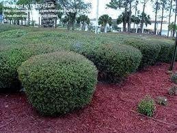 Needlepoint Holly | Extra Large Gallon Plants | Ilex cornuta 'Needlepoint' | Lush Decorative Shrub | Perfect for Outdoor Landscaping