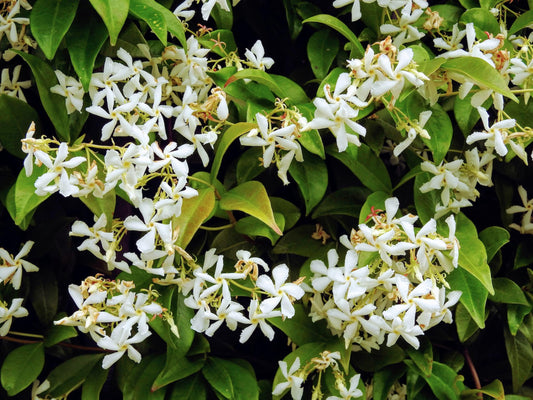 Night Blooming Jasmine | Extra Large 3 Gallon Plants | Cestrum nocturnum | Heavenly Scented Shrub | Ideal for Evening Gardens
