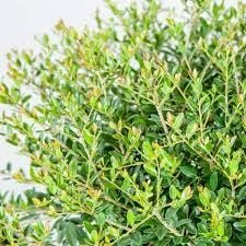 Needlepoint Holly | Extra Large Gallon Plants | Ilex cornuta 'Needlepoint' | Lush Decorative Shrub | Perfect for Outdoor Landscaping