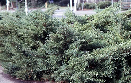 Blue Pfitzer Juniper | Live Gallon Size Plants | Juniperus Chinensis | Evergreen Cold Hardy Drought Tolerant Groundcover