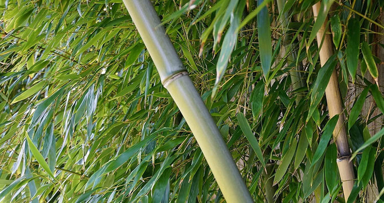 Giant Timber Bamboo | Live Plant | Bambusa Oldhamii | Beautiful Non|Invasive Clumping Bamboo Privacy Screen