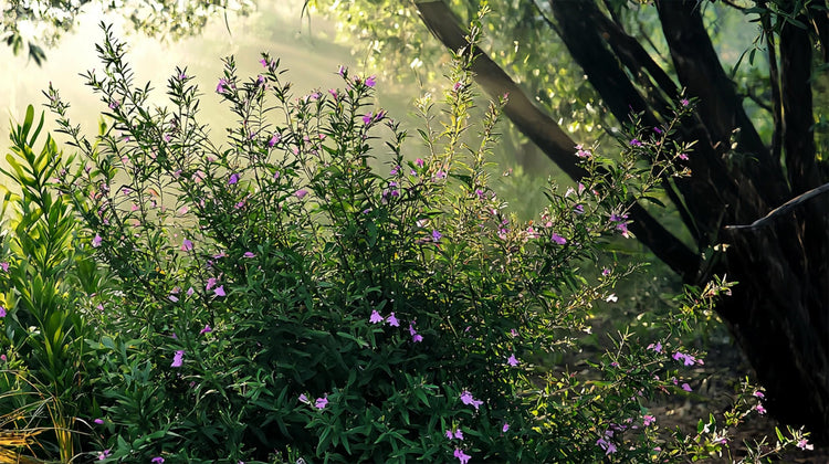 Mexican Heather Purple | Live Seedlings | Cuphea Hyssopifolia | Flowering Ground Cover | Heat|Tolerant Garden Plants