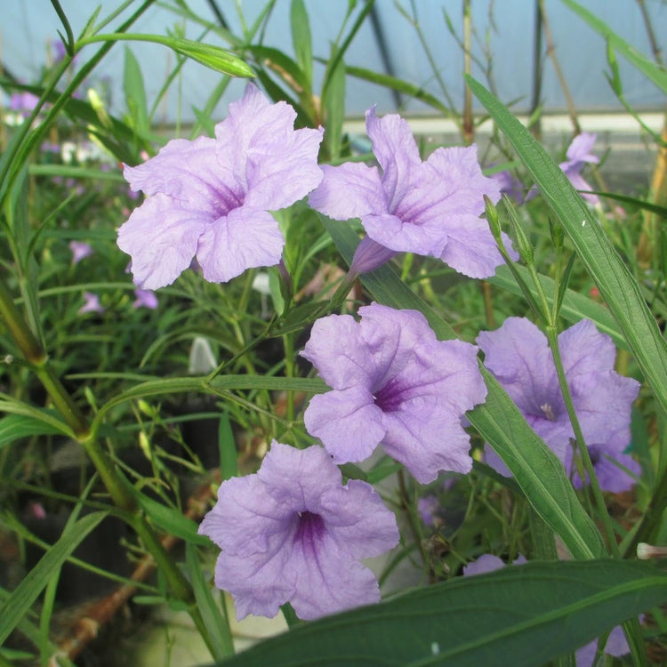 Mexican Petunia Purple | Large Gallon Size Plants | Ruellia Brittoniana | Purple Flowering Landscape Pollinator | Heat Tolerant Groundcover | Outdoor Perennial for Gardens Borders Walkways Container