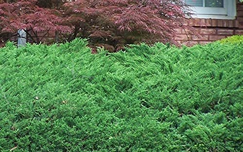 Florida Foliage Green Sargent Juniper | Live 4 Inch Pots | Juniperus Chinensis | Drought Tolerant Cold Hardy Evergreen Groundcover