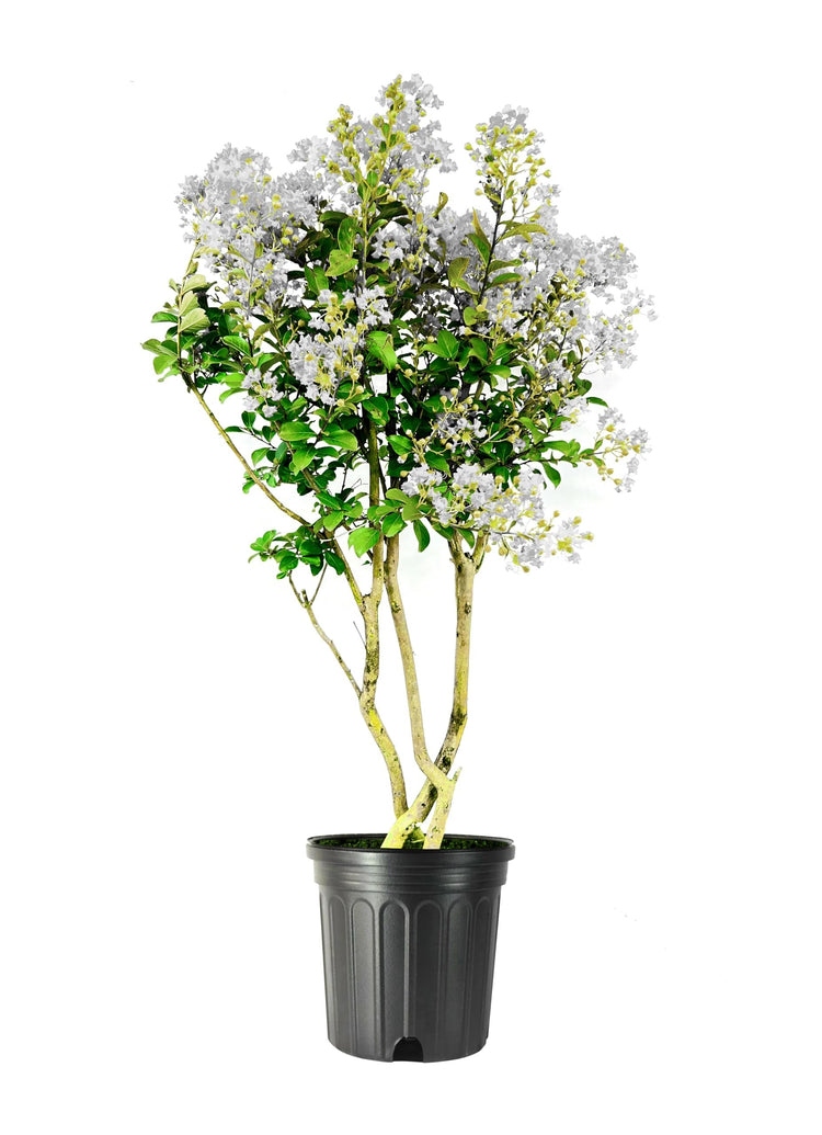 Crape Myrtle Natchez | Extra Large 3 Gallon Plants | Lagerstroemia Indica | Beautiful Low Maintenance White Blooming Flowering Tree