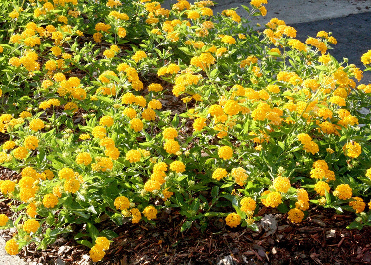 Lantana New Gold | Live Plants | Lantana Camara 'New Gold' | Yellow Ground Cover for Sun | Spreading Landscape Plants for Borders Slopes Containers Beds and Walkways