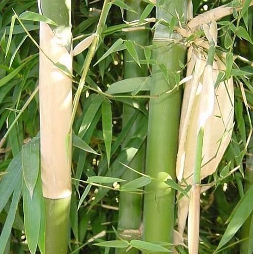 Graceful Bambusa Nutans Bongkhai Ever Bamboo | Large Gallon Size Plant | Fast|Growing Privacy Screen | Hardy & Lush Outdoor Greenery