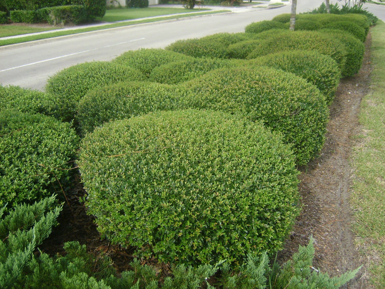 Dwarf Yaupon Holly | Live Gallon Size Plant | Ilex Schilling Stokes Vomitoria | Evergreen Drought Tolerant Low Maintenance Hedge Shrub
