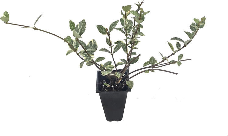 Variegated Asiatic Jasmine Minima | Live Plants | Easy|Grow Ground Cover | Lush, Trailing Green and White Foliage | Perfect for Gardens and Landscape Borders | Hardy Evergreen Plant