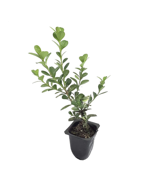 Japanese Boxwood | Live Plants | 2" Pot Size | Buxus Microphylla | Fast Growing Cold Hardy Formal Evergreen Shrub