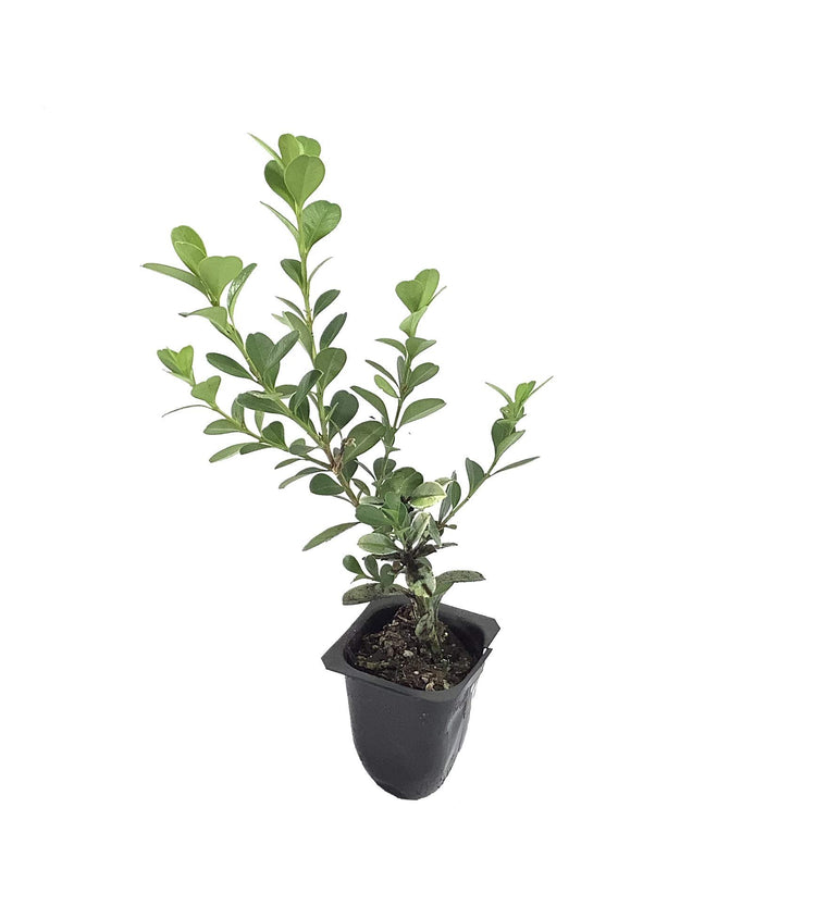 Japanese Boxwood | Live Plants | 2" Pot Size | Buxus Microphylla | Fast Growing Cold Hardy Formal Evergreen Shrub