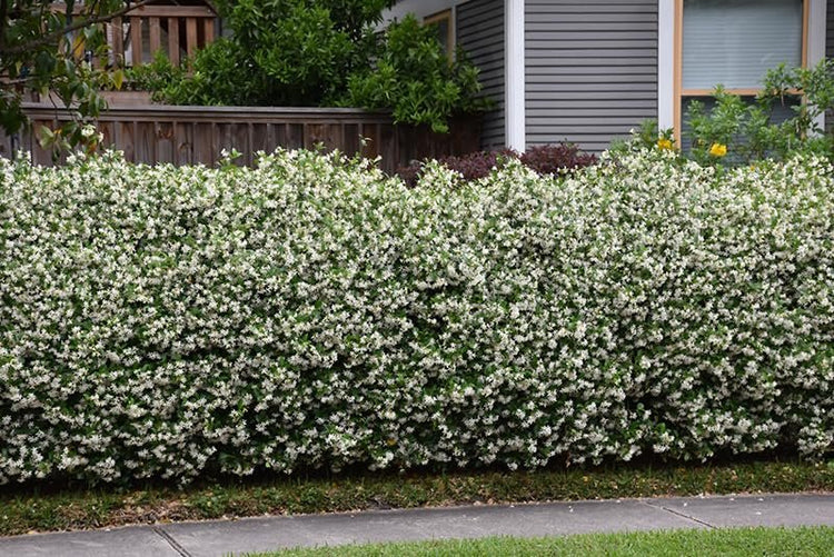 Star Confederate Jasmine I 2 Large Gallon Size Plants I Trachelospermum Jasminoides I Live Fragrant White Star-Shaped Flowers, Perfect for Trellises, Fences, and Arbors