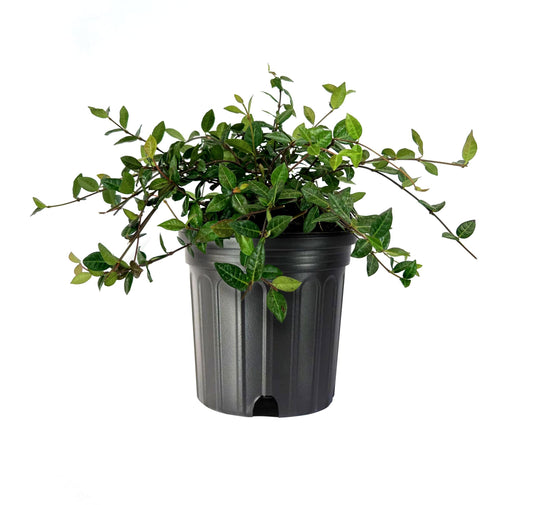 Asiatic Jasmine Minima I Large Gallon Size Plants I Trachelospermum Asiaticum I Live Dense, Evergreen Foliage | Perfect for Lawn Substitutes and Erosion Control