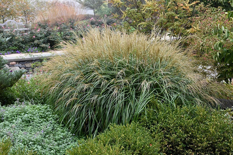 Miscanthus Adagio Grass | Extra Large 3 Gallon Plants | Miscanthus sinensis 'Adagio' | Elegant Ornamental | Garden Accent
