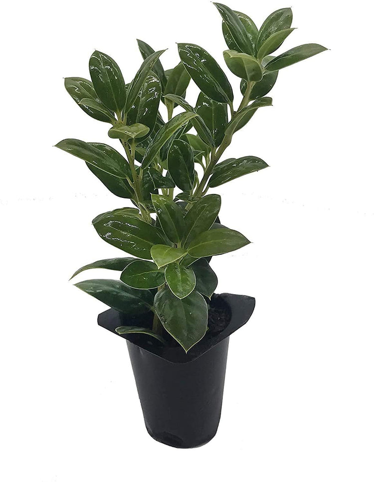 Dwarf Burford Holly | Live Plants | Ilex Burfordi Evergreen Hedge Red Berries Tree Shrub