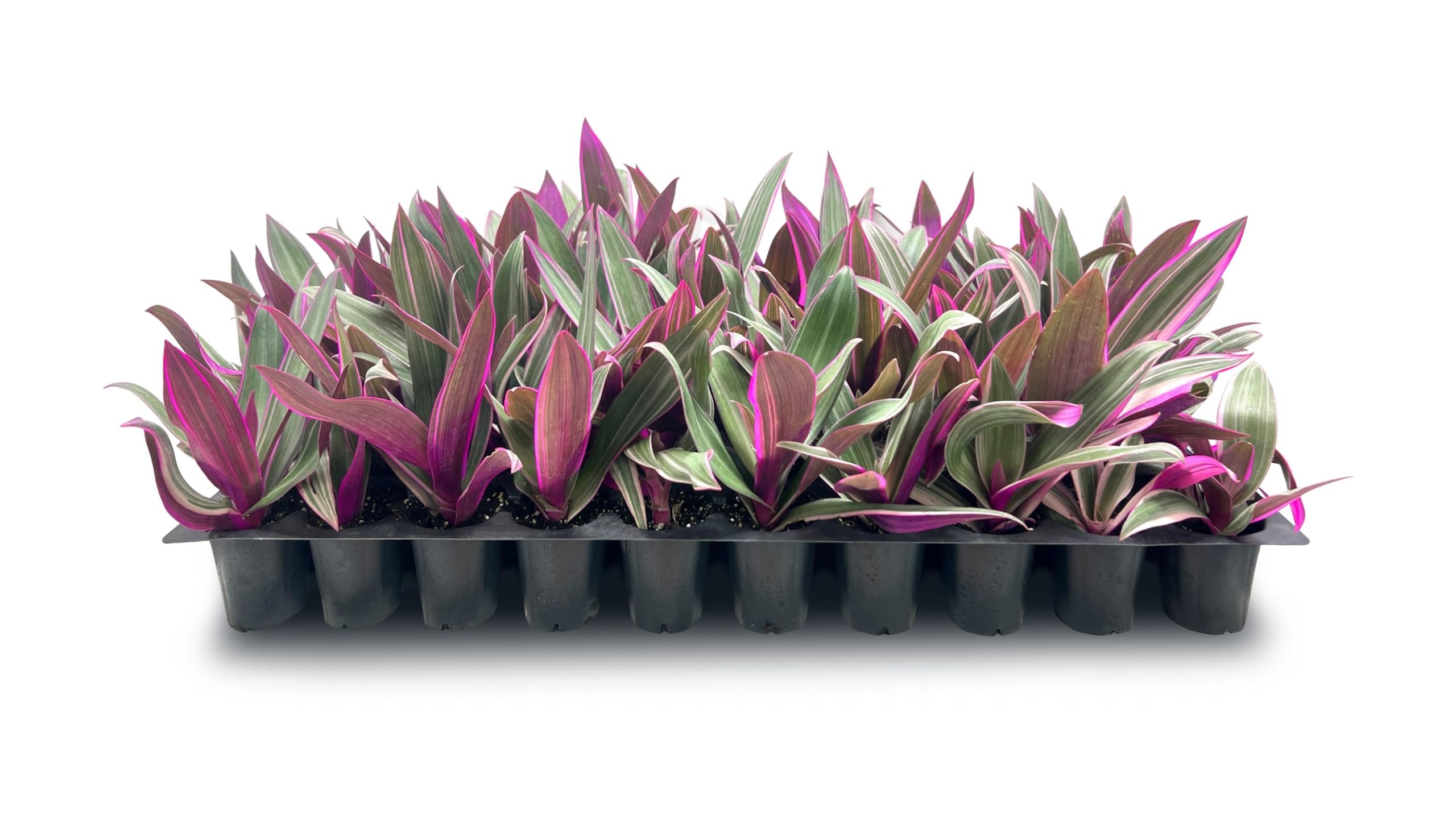 oyster plant care indoors Tri Color Dwarf Oyster Plant | Tropical Plants