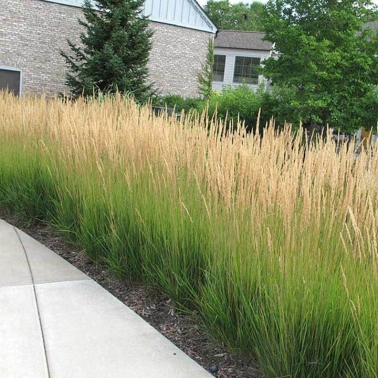 Feather Reed Grass Karl Foerster | Live Plants | Calamagrostis X Acutiflora | Drought Tolerant Cold Hardy Low Maintenance Ornamental Grass
