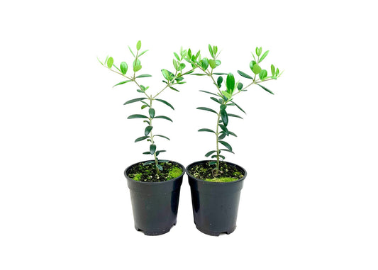 Arbequina Olive Tree | Live 4 Inch Pot | Grow Your Own Olives Indoors