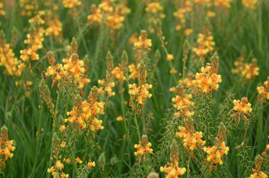 Bulbine Frutescens Hallmark Orange | Live Plants | Butterfly Attracting Flowering Groundcover
