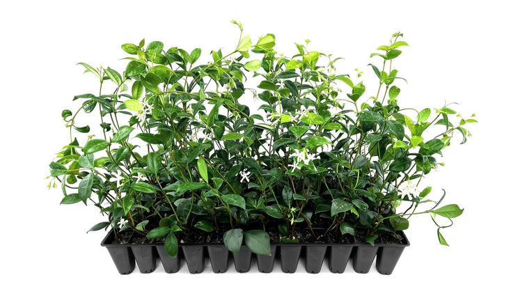 Star Confederate Jasmine | Live Plants | Trachelospermum jasminoides | Flowering Vine Plants | Evergreen Ground Cover for Landscaping