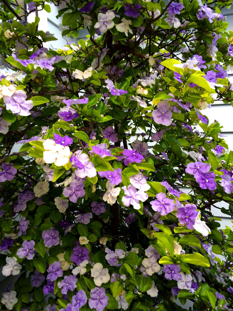 Yesterday Today Tomorrow | Extra Large 3 Gallon Plants | Brunfelsia pauciflora | Fragrant Blooms | Full Sun to Partial Shade