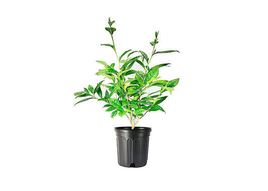 Tea Plant | Camellia Sinensis | Large Live Gallon Size Plants | Grow and Brew Your Own Black White Green and Oolong Tea