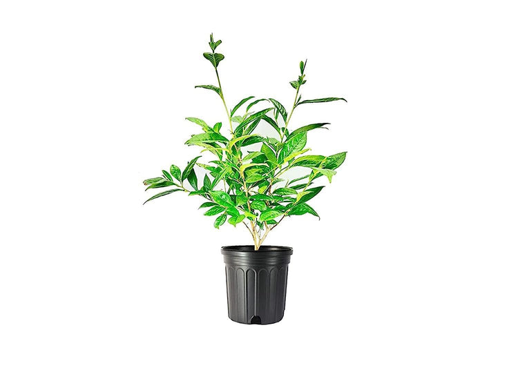 Tea Plant | Camellia Sinensis | Large Live Gallon Size Plants | Grow and Brew Your Own Black White Green and Oolong Tea
