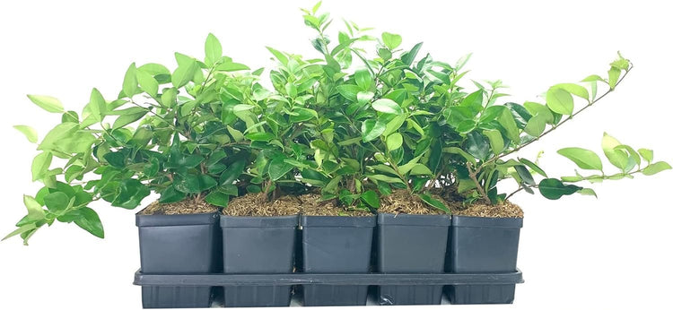 Ligustrum Waxleaf Privet | Live Quart Size Plants | Blooming Evergreen Privacy Hedge
