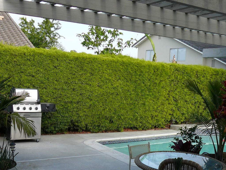 Podocarpus Macrophyllus | 12 Live Plants | 4" Pots Japanese Yew Live Plants Evergreen Privacy Hedge