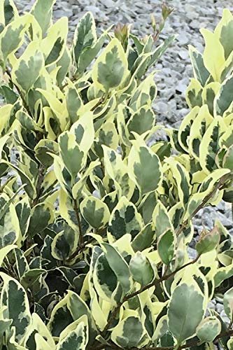 Ligustrum Japonicum Jack Frost Privet | Live Plants | Variegated Evergreen Hedge