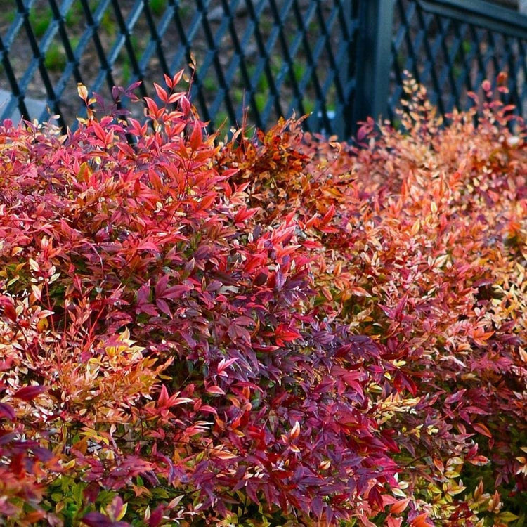 Firepower Heavenly Bamboo | Large Gallon Size Plants | Nandina Domestica | Brilliant Colorful Low Maintenance Foliage