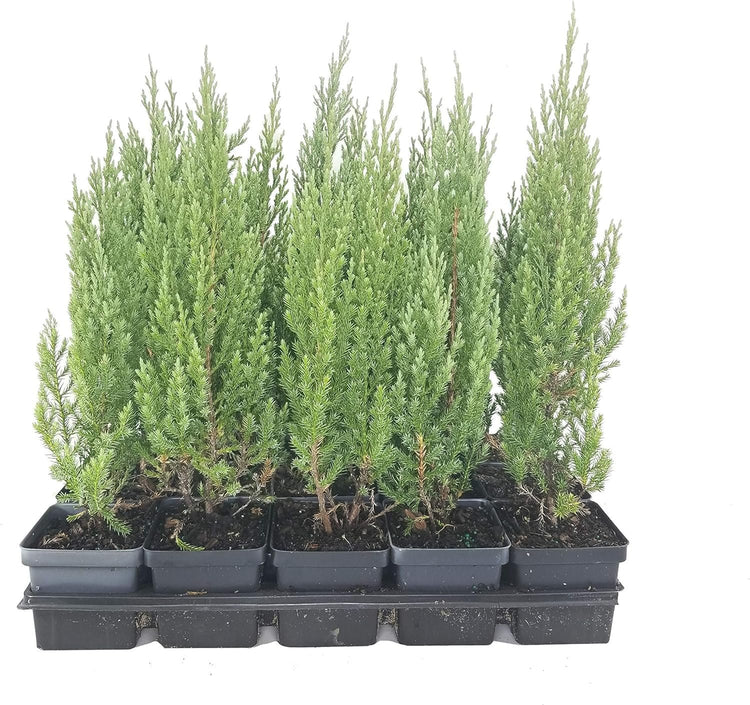 Blue Point Juniper Tree | Live 4 Inch Pots | Juniperus Chinensis | Hardy Evergreen Shrub | Perfect for Landscaping | Low Maintenance Plants