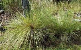 Fakahatchee Grass Dwarf | Extra Large 3 Gallon Plants | Tripsacum dactyloides Dwarf | Lush Garden Texture | Easy Care Feature